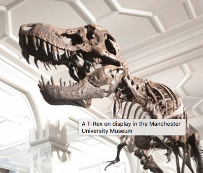 Das Dinosaurierbild, mit einem Tooltip darüber, das "A T-Rex on display at the Manchester University Museum" liest